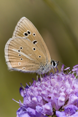 Polyommatus fulgens