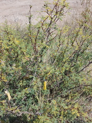 Prosopis strombulifera