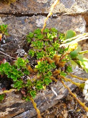 Celmisia bellidioides