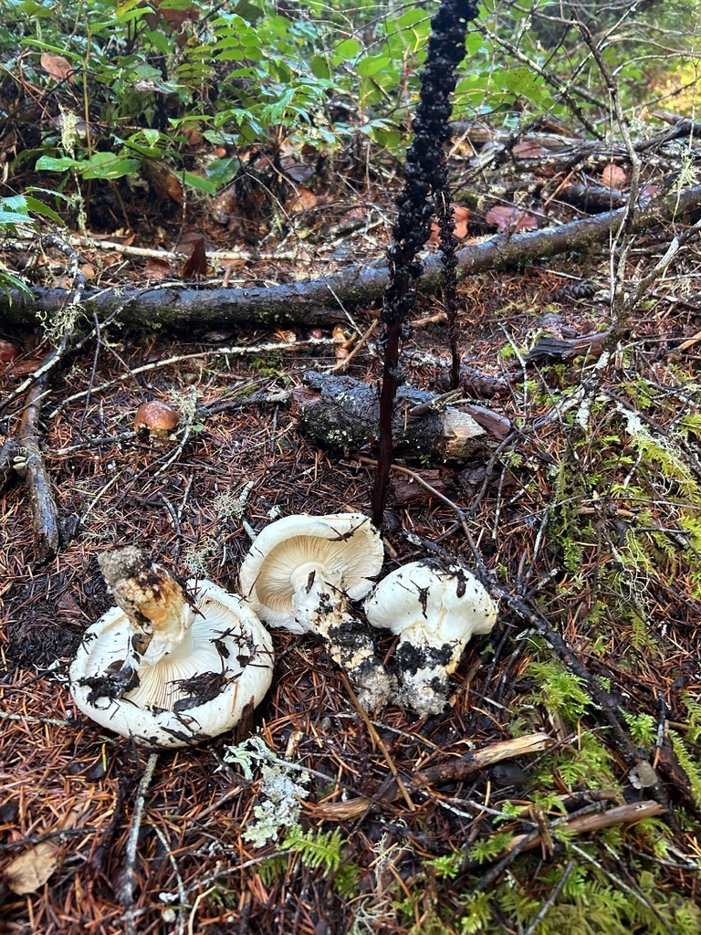 Tricholoma murrillianum · November 2025 · photo: © dgwdoesthings (iNaturalist, cc0)