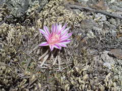 Echinofossulocactus heteracanthus
