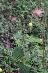 Solanum myriacanthum