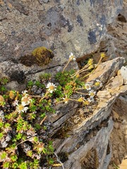 Celmisia bellidioides