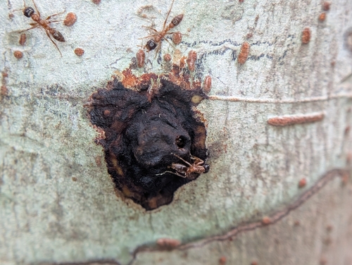 树伪切叶蚁Pseudomyrmex dendroicus