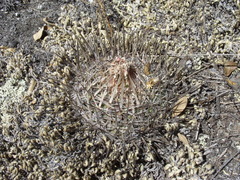Echinofossulocactus heteracanthus