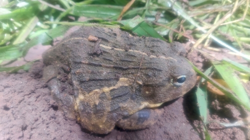 Edible bullfrog