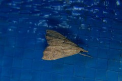 Ptychopseustis plumbeolinealis