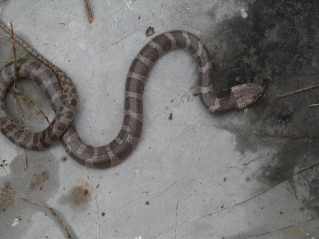 Tanzer's Night Snake