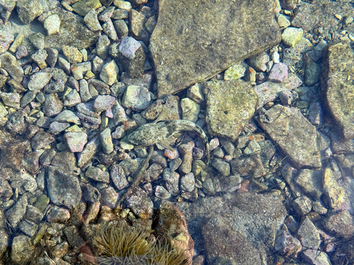 Gobius cobitis