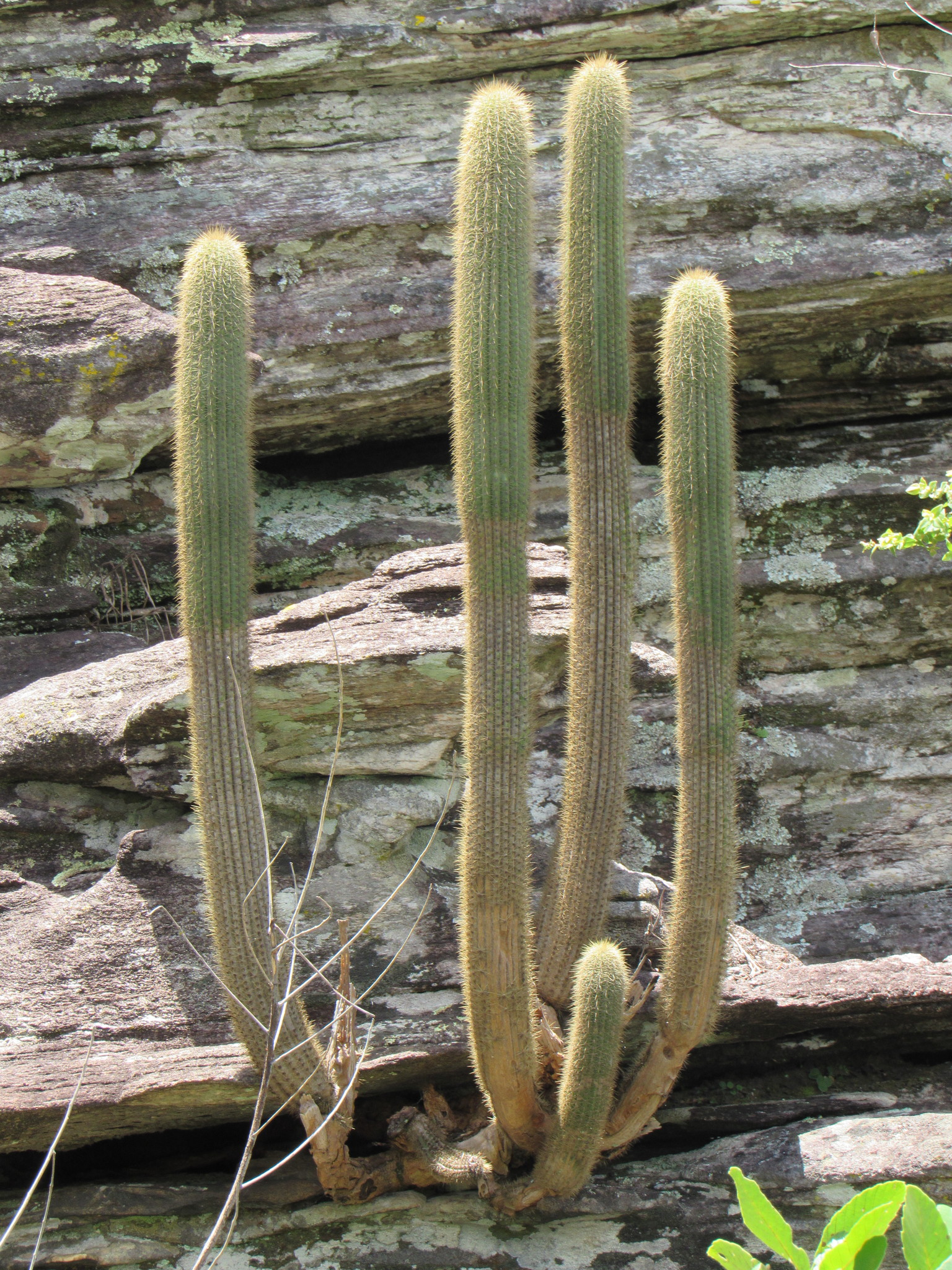 Pilosocereus vilaboensis