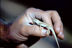 Sceloporus arenicolus