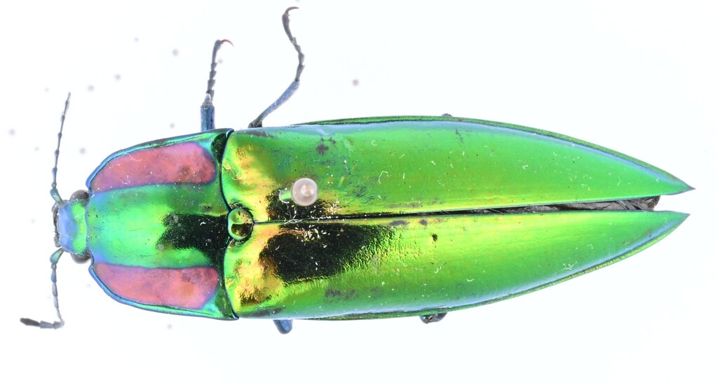 Campsosternus fruhstorferi