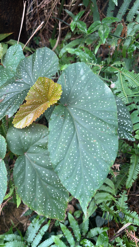 Begonia coccinea observed 2025-12-19