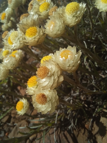 Helichrysum chionosphaerum observed 2025-12-19