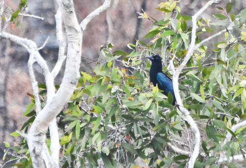 Curl-crested Manucode (Manucodia comrii), photo 10