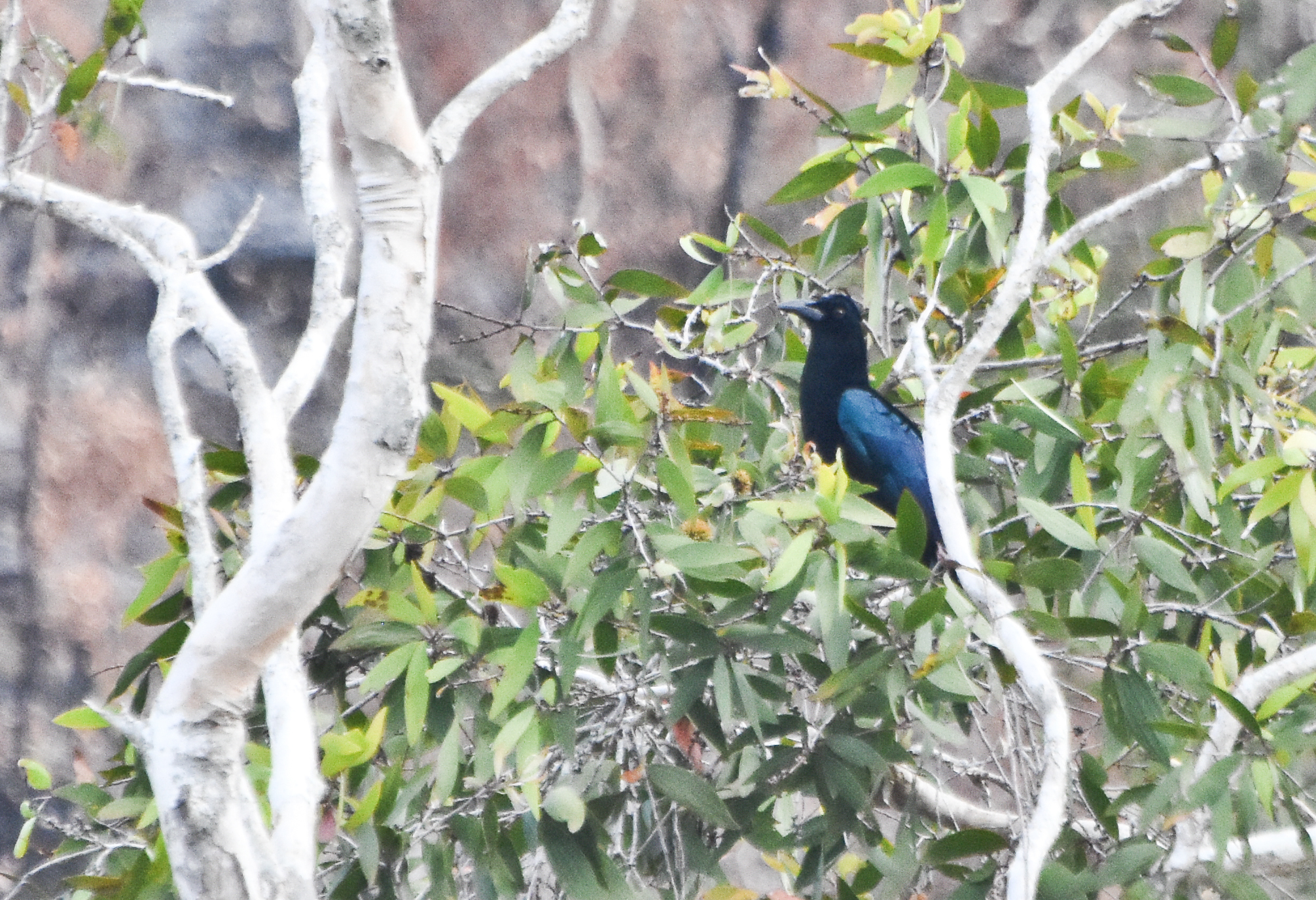 Curl-crested Manucode (Manucodia comrii), photo 1