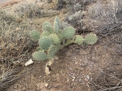 Opuntia arizonica