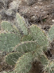 Opuntia arizonica