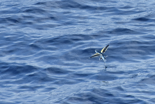 Backspot flyingfish (Cheilopogon dorsomacula) — Exocoetidae — 4