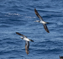 Sula leucogaster brewsteri