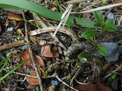 Pittosporum obcordatum