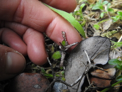 Pittosporum obcordatum