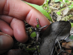 Pittosporum obcordatum