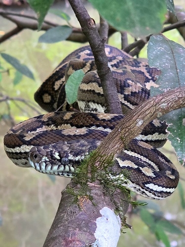 Coastal Carpet Python sighting