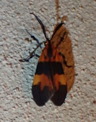 Correbidia terminalis