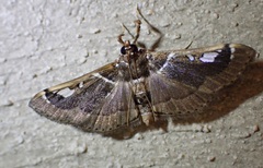 Diaphantania
