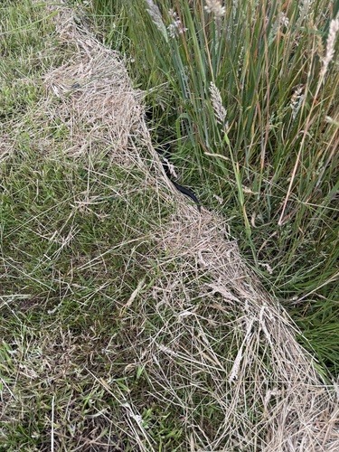 Lowlands Copperhead sighting