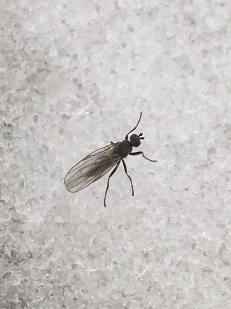 Orbellia petersoni