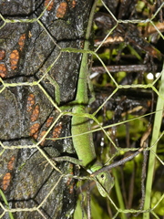 Anolis gemmosus