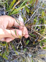 Anisotome filifolia
