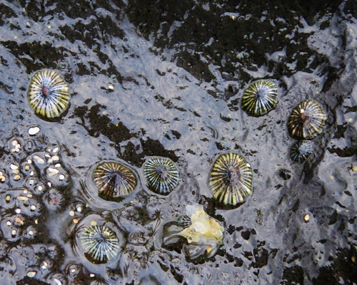Siphonaria normalis observed 2015-04-14