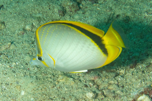 Yellow-dotted butterflyfish (Chaetodon selene) — Chaetodontidae — 4