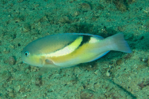 Choerodon zosterophorus observed 2025-10-31