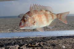 Genuine Porgy photo 3