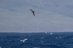 Puffinus auricularis