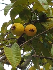 Psidium guajava