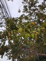 Psidium guajava
