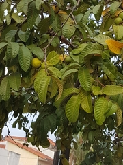 Psidium guajava