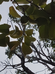 Psidium guajava