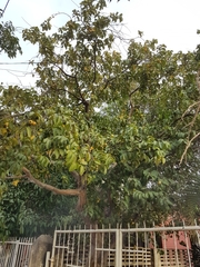 Psidium guajava