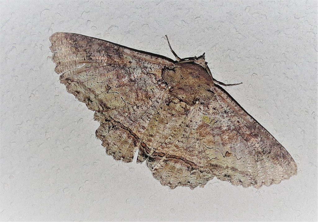 Zale fictilis