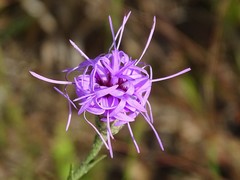 Liatris cymosa