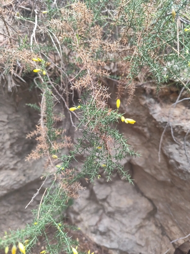 Avistamiento Ulex parviflorus