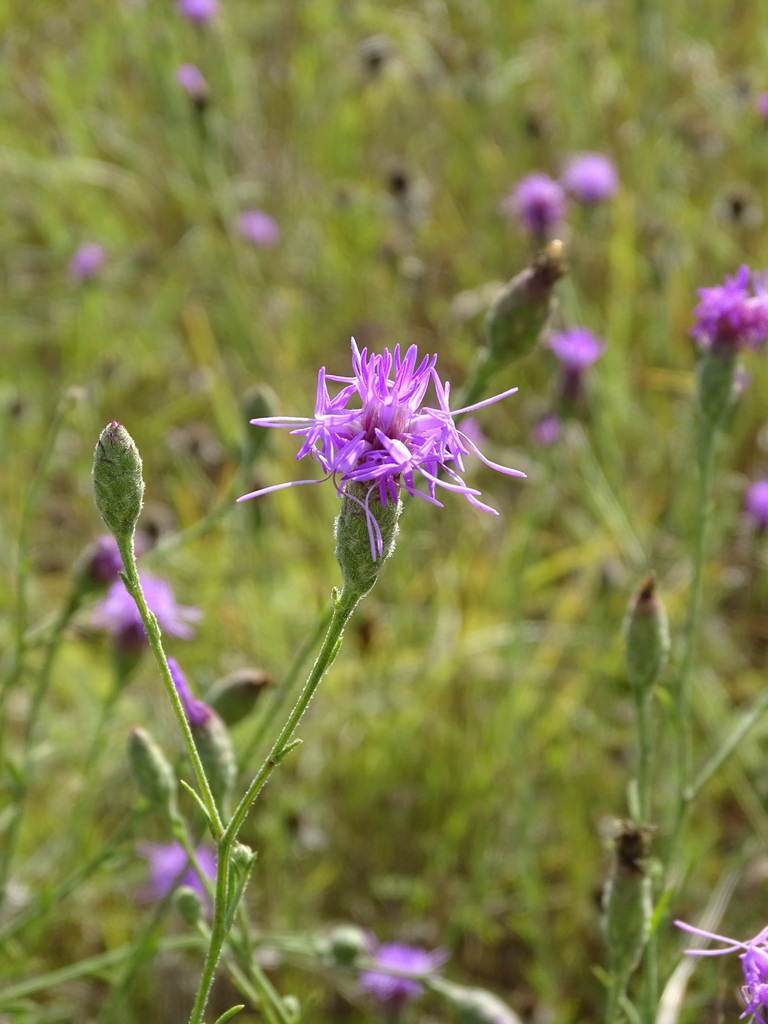 branched gayfeather