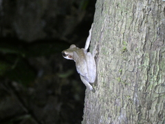 Osteocephalus planiceps