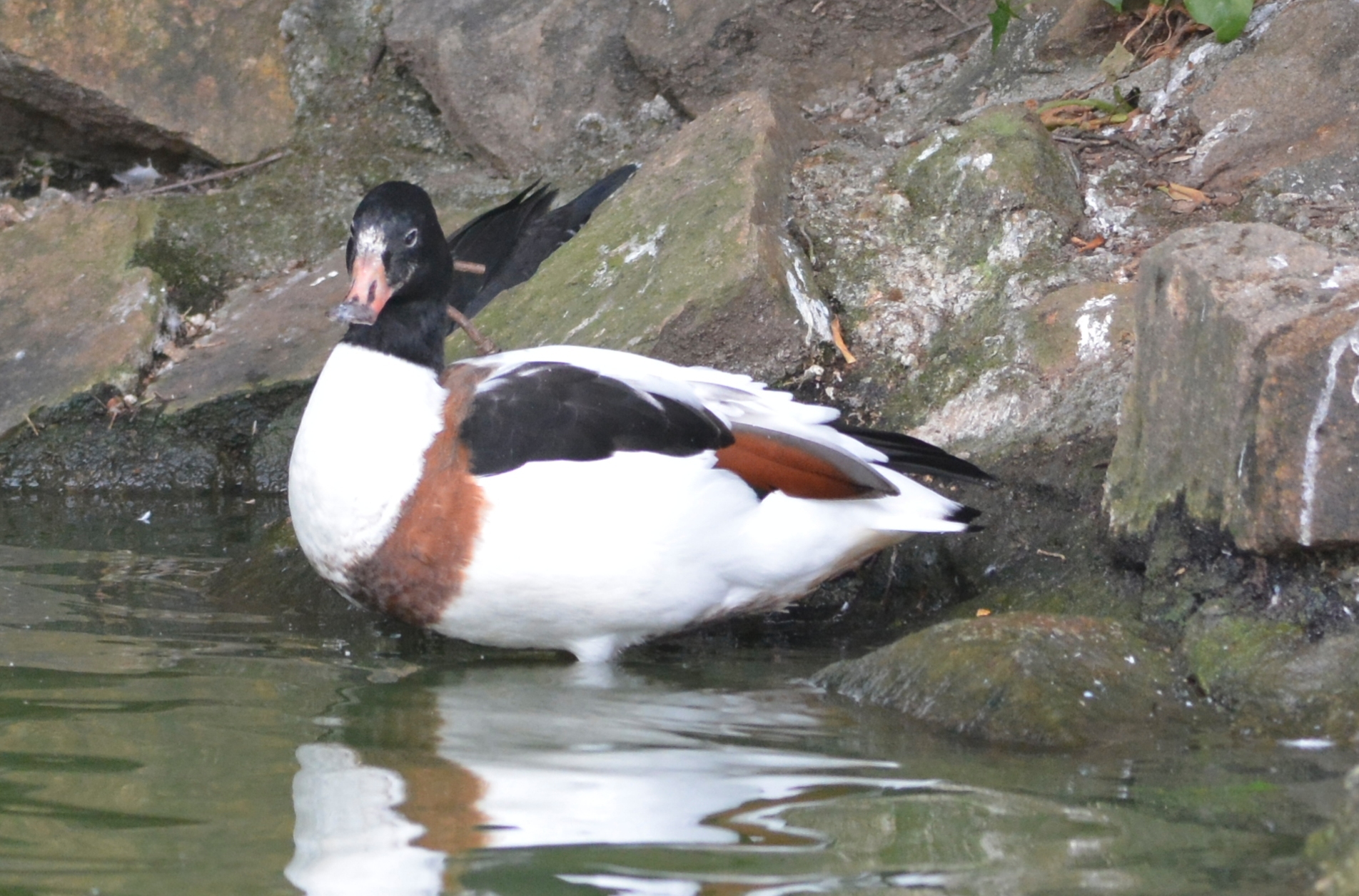 Common Shelduck